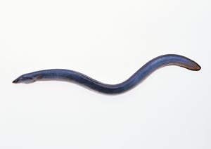 土間土間 大宮東口店の魅力と特長