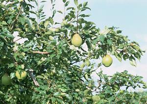 ウイスキーなどを取り扱っている酒屋の話