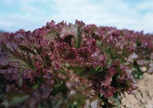 天満橋で楽しむ絶品ディナー！カジュアルデートにぴったりなレストラン5選