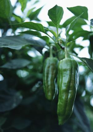 後輩が待っている秋葉原のコンカフェ